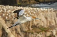Terej australsky - Sula serrator - Australian Gannet - takapu 1513
